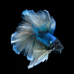 Guppy Fish