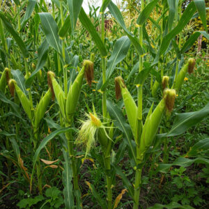 Corn