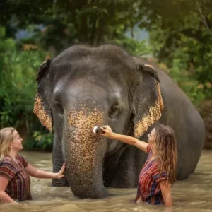 Elephant Jungle Sanctuary Half-Day Visit with Meal