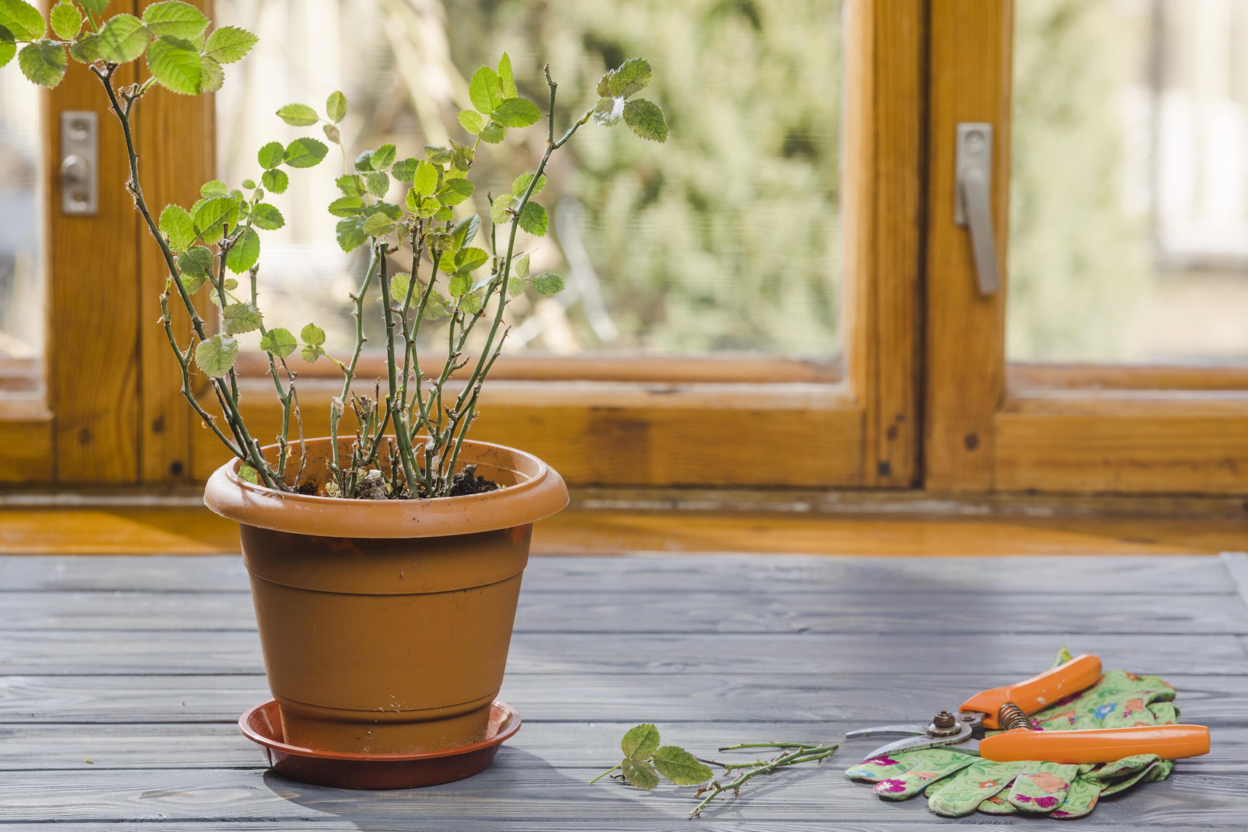 plant-garden-still-life-min (1)