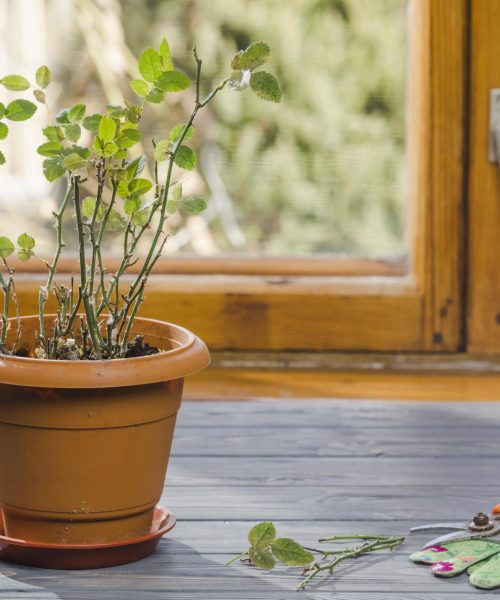 plant-garden-still-life-min (1)